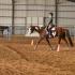 Paint Horses Color the Arena in Lebanon
